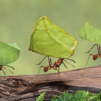 ჭიანჭველების ფილოსოფია