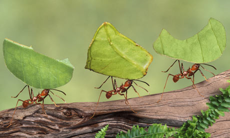 ჭიანჭველების ფილოსოფია